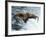 Brown Bear Catching a Fish-null-Framed Photographic Print