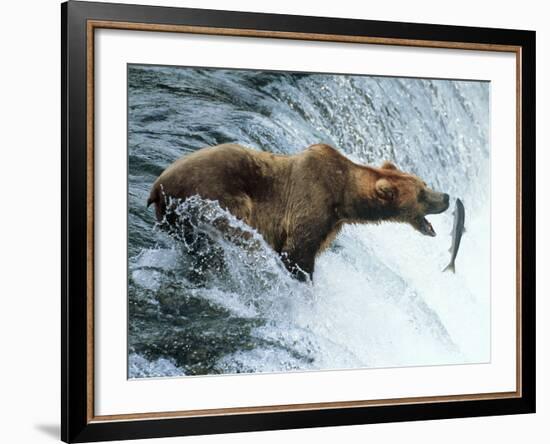 Brown Bear Catching a Fish-null-Framed Photographic Print