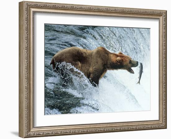 Brown Bear Catching a Fish-null-Framed Photographic Print