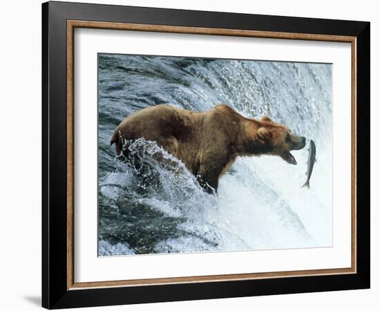 Brown Bear Catching a Fish-null-Framed Photographic Print