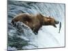 Brown Bear Catching a Fish-null-Mounted Photographic Print