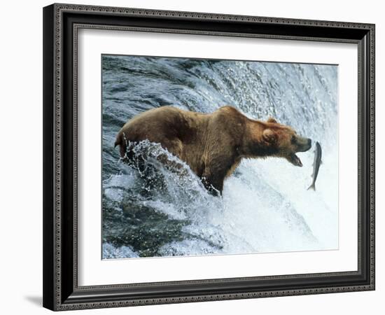 Brown Bear Catching a Fish-null-Framed Photographic Print