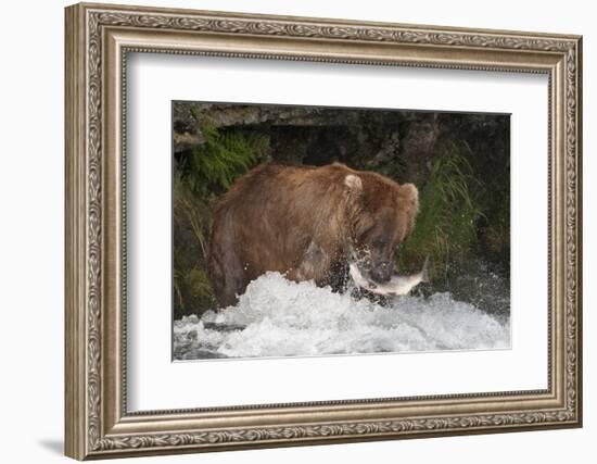 Brown Bear catching salmon at Brooks Falls, Katmai National Park, Alaska, USA-Keren Su-Framed Photographic Print