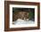 Brown Bear catching salmon at Brooks Falls, Katmai National Park, Alaska, USA-Keren Su-Framed Photographic Print