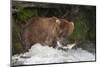 Brown Bear catching salmon at Brooks Falls, Katmai National Park, Alaska, USA-Keren Su-Mounted Photographic Print