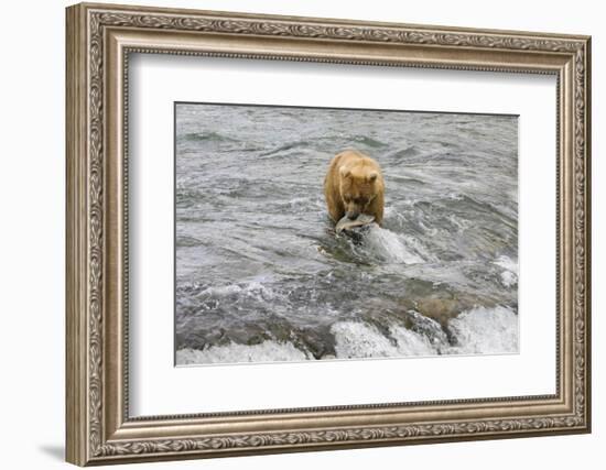 Brown Bear catching salmon at Brooks Falls, Katmai National Park, Alaska, USA-Keren Su-Framed Photographic Print