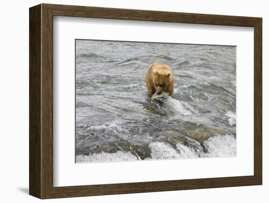 Brown Bear catching salmon at Brooks Falls, Katmai National Park, Alaska, USA-Keren Su-Framed Photographic Print