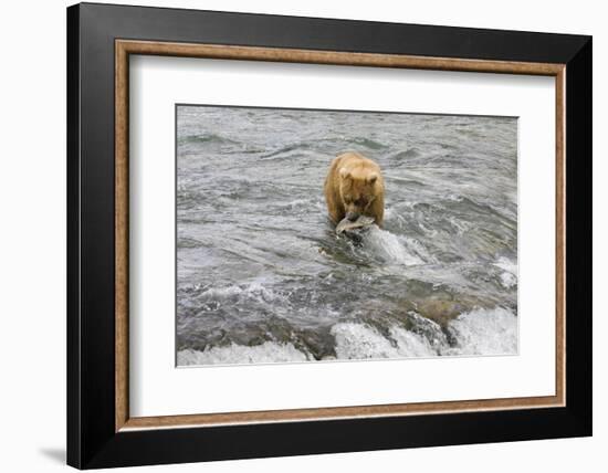 Brown Bear catching salmon at Brooks Falls, Katmai National Park, Alaska, USA-Keren Su-Framed Photographic Print