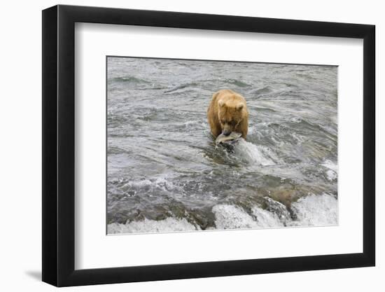 Brown Bear catching salmon at Brooks Falls, Katmai National Park, Alaska, USA-Keren Su-Framed Photographic Print