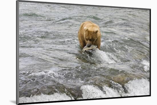 Brown Bear catching salmon at Brooks Falls, Katmai National Park, Alaska, USA-Keren Su-Mounted Photographic Print