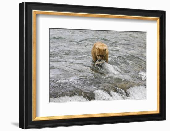 Brown Bear catching salmon at Brooks Falls, Katmai National Park, Alaska, USA-Keren Su-Framed Photographic Print