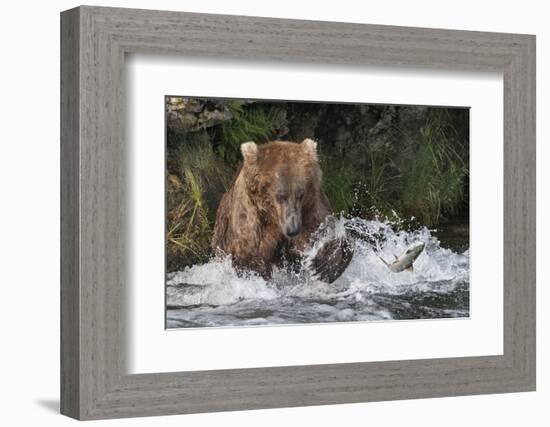 Brown Bear catching salmon at Brooks Falls, Katmai National Park, Alaska, USA-Keren Su-Framed Photographic Print