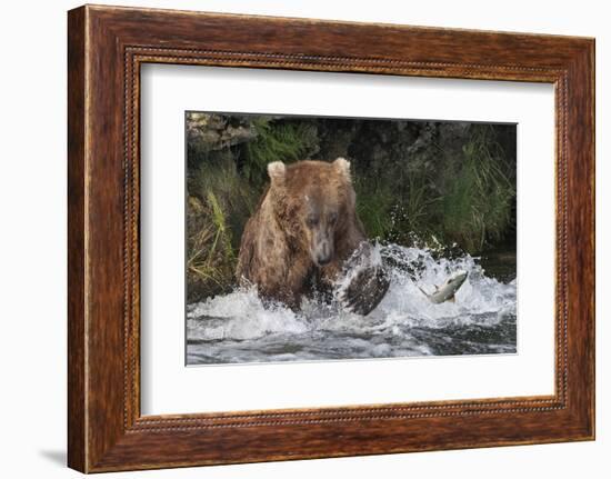 Brown Bear catching salmon at Brooks Falls, Katmai National Park, Alaska, USA-Keren Su-Framed Photographic Print