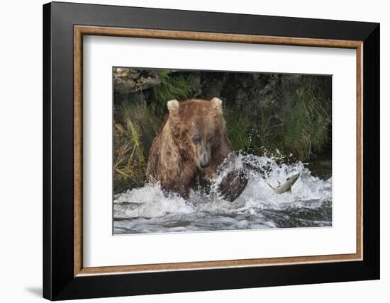 Brown Bear catching salmon at Brooks Falls, Katmai National Park, Alaska, USA-Keren Su-Framed Photographic Print