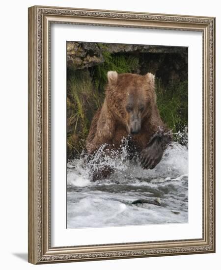 Brown Bear catching salmon at Brooks Falls, Katmai National Park, Alaska, USA-Keren Su-Framed Photographic Print