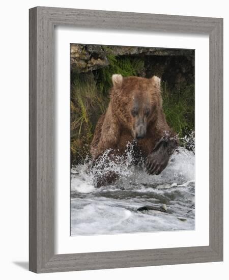 Brown Bear catching salmon at Brooks Falls, Katmai National Park, Alaska, USA-Keren Su-Framed Photographic Print