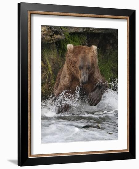 Brown Bear catching salmon at Brooks Falls, Katmai National Park, Alaska, USA-Keren Su-Framed Photographic Print