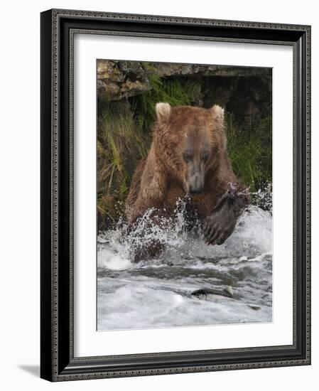 Brown Bear catching salmon at Brooks Falls, Katmai National Park, Alaska, USA-Keren Su-Framed Photographic Print