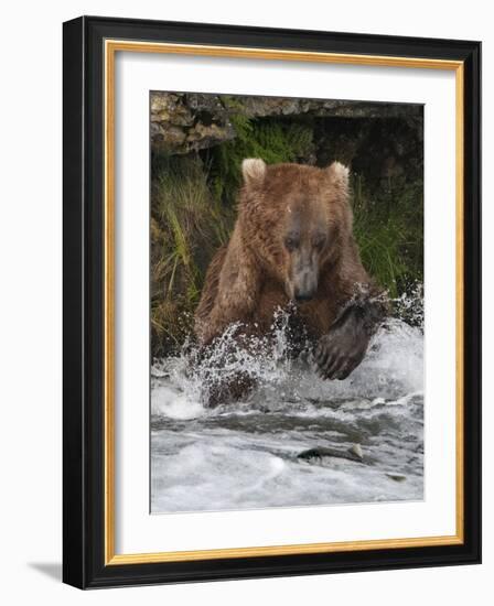 Brown Bear catching salmon at Brooks Falls, Katmai National Park, Alaska, USA-Keren Su-Framed Photographic Print