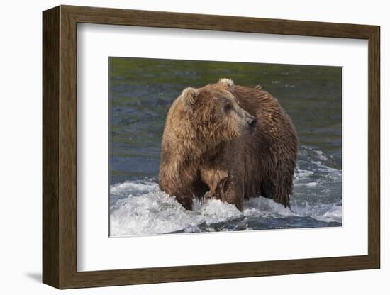 Brown Bear catching salmon at Brooks Falls, Katmai National Park, Alaska, USA-Keren Su-Framed Photographic Print