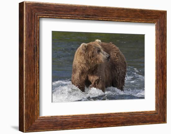 Brown Bear catching salmon at Brooks Falls, Katmai National Park, Alaska, USA-Keren Su-Framed Photographic Print