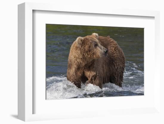 Brown Bear catching salmon at Brooks Falls, Katmai National Park, Alaska, USA-Keren Su-Framed Photographic Print