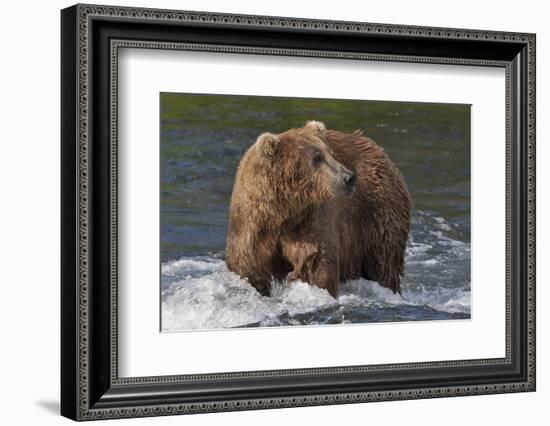 Brown Bear catching salmon at Brooks Falls, Katmai National Park, Alaska, USA-Keren Su-Framed Photographic Print