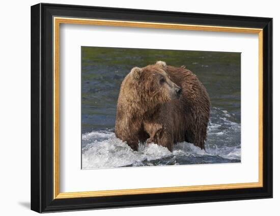 Brown Bear catching salmon at Brooks Falls, Katmai National Park, Alaska, USA-Keren Su-Framed Photographic Print