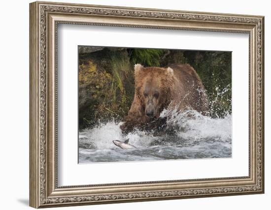Brown Bear catching salmon at Brooks Falls, Katmai National Park, Alaska, USA-Keren Su-Framed Photographic Print