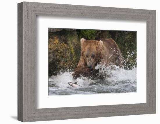 Brown Bear catching salmon at Brooks Falls, Katmai National Park, Alaska, USA-Keren Su-Framed Photographic Print