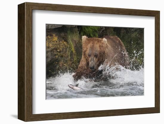 Brown Bear catching salmon at Brooks Falls, Katmai National Park, Alaska, USA-Keren Su-Framed Photographic Print