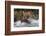 Brown Bear catching salmon at Brooks Falls, Katmai National Park, Alaska, USA-Keren Su-Framed Photographic Print