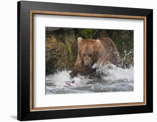 Brown Bear catching salmon at Brooks Falls, Katmai National Park, Alaska, USA-Keren Su-Framed Photographic Print