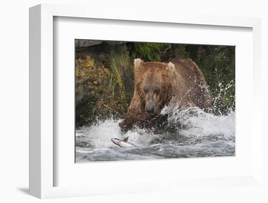 Brown Bear catching salmon at Brooks Falls, Katmai National Park, Alaska, USA-Keren Su-Framed Photographic Print