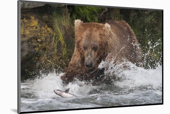 Brown Bear catching salmon at Brooks Falls, Katmai National Park, Alaska, USA-Keren Su-Mounted Photographic Print