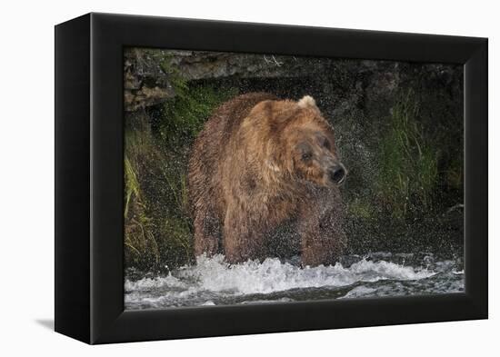 Brown Bear catching salmon at Brooks Falls, Katmai National Park, Alaska, USA-Keren Su-Framed Premier Image Canvas