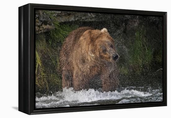 Brown Bear catching salmon at Brooks Falls, Katmai National Park, Alaska, USA-Keren Su-Framed Premier Image Canvas