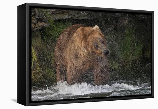 Brown Bear catching salmon at Brooks Falls, Katmai National Park, Alaska, USA-Keren Su-Framed Premier Image Canvas