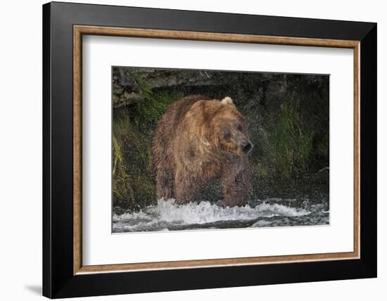 Brown Bear catching salmon at Brooks Falls, Katmai National Park, Alaska, USA-Keren Su-Framed Photographic Print