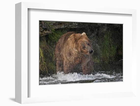 Brown Bear catching salmon at Brooks Falls, Katmai National Park, Alaska, USA-Keren Su-Framed Photographic Print