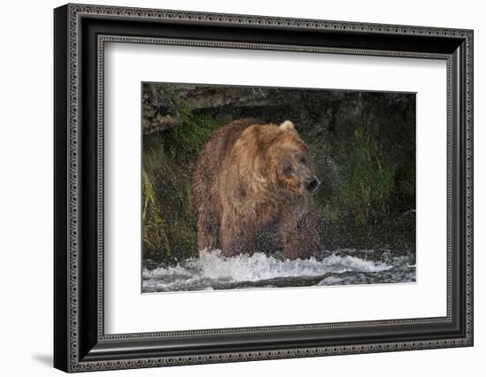 Brown Bear catching salmon at Brooks Falls, Katmai National Park, Alaska, USA-Keren Su-Framed Photographic Print