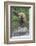 Brown Bear catching salmon in Brooks River, Katmai National Park, Alaska, USA-Keren Su-Framed Photographic Print