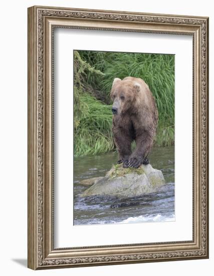 Brown Bear catching salmon in Brooks River, Katmai National Park, Alaska, USA-Keren Su-Framed Photographic Print