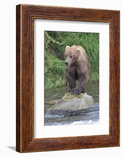 Brown Bear catching salmon in Brooks River, Katmai National Park, Alaska, USA-Keren Su-Framed Photographic Print