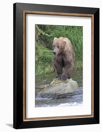 Brown Bear catching salmon in Brooks River, Katmai National Park, Alaska, USA-Keren Su-Framed Photographic Print