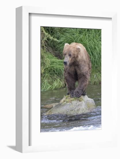 Brown Bear catching salmon in Brooks River, Katmai National Park, Alaska, USA-Keren Su-Framed Photographic Print