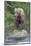 Brown Bear catching salmon in Brooks River, Katmai National Park, Alaska, USA-Keren Su-Mounted Photographic Print