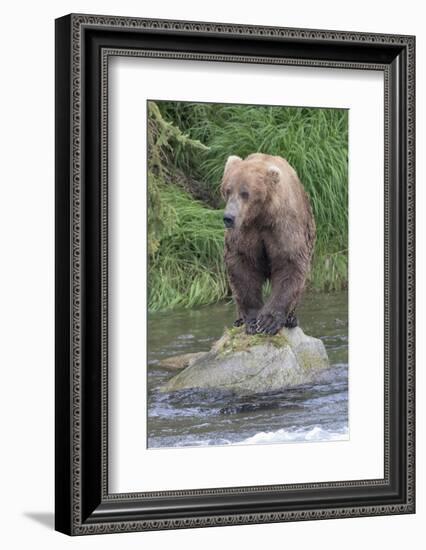 Brown Bear catching salmon in Brooks River, Katmai National Park, Alaska, USA-Keren Su-Framed Photographic Print