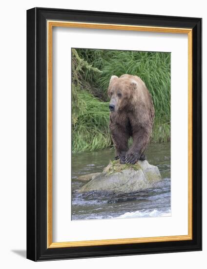 Brown Bear catching salmon in Brooks River, Katmai National Park, Alaska, USA-Keren Su-Framed Photographic Print