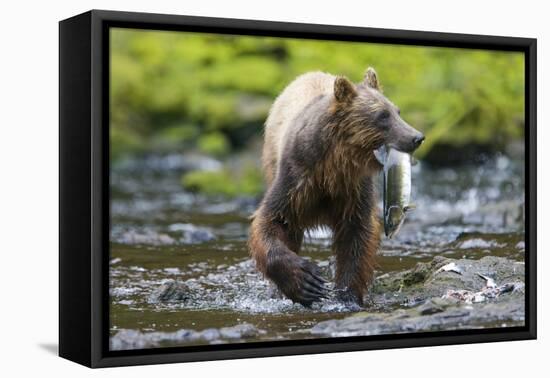 Brown Bear Catching Sockeye Salmon in Alaska-Paul Souders-Framed Premier Image Canvas